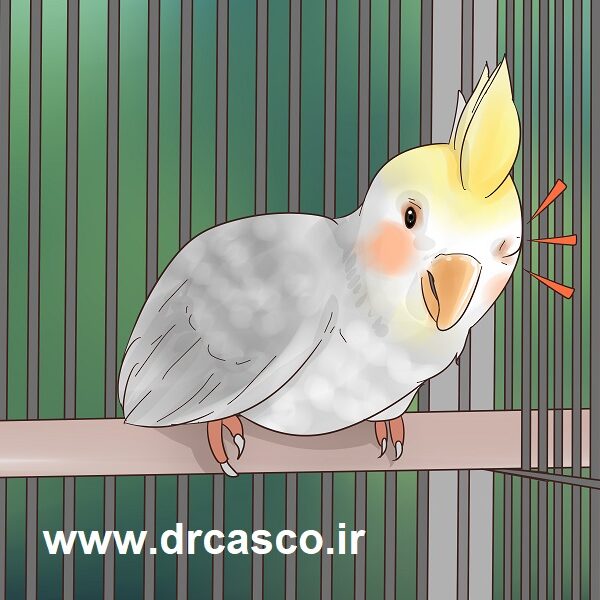 عفونت چشم پرنده