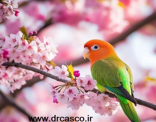 بوی بد دهان پرنده