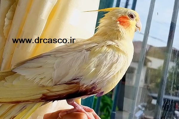 خونریزی پر طوطی