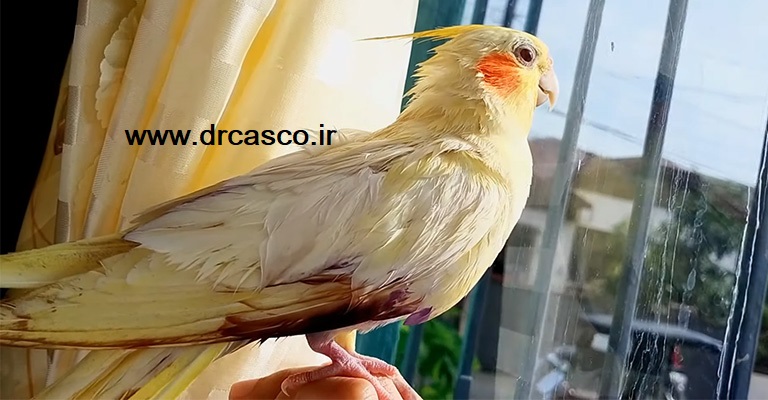 خونریزی پر طوطی