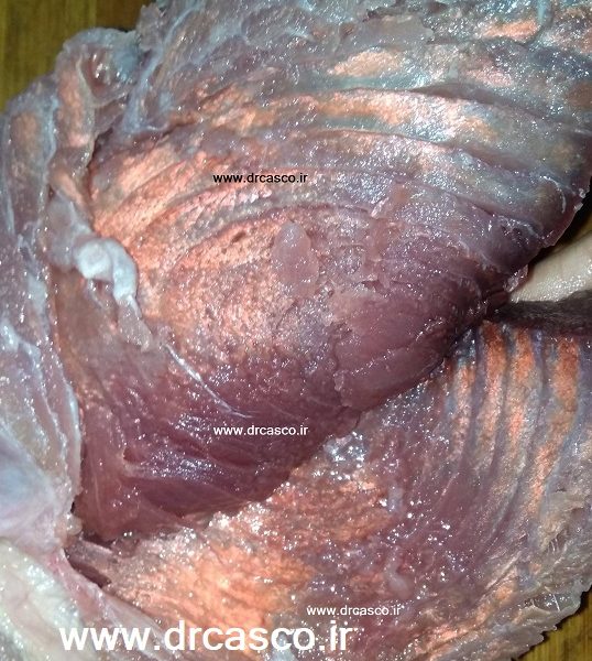 تلالؤ صورتی و براق در کنسرو تن ماهی