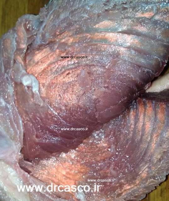 تلالؤ صورتی و براق در کنسرو تن ماهی