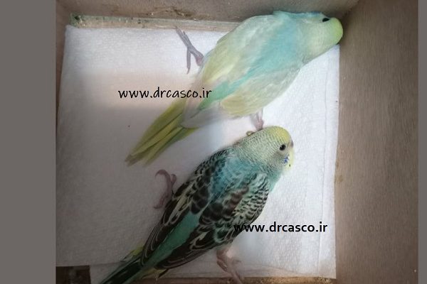 پا بازی در جوجه‌ها