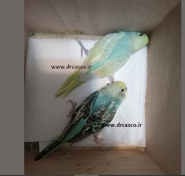 پا بازی در جوجهها