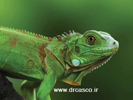 عفونت تنفسی در ایگوانا