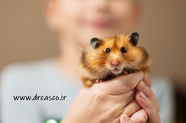 مشکلات تنفسی در همستر