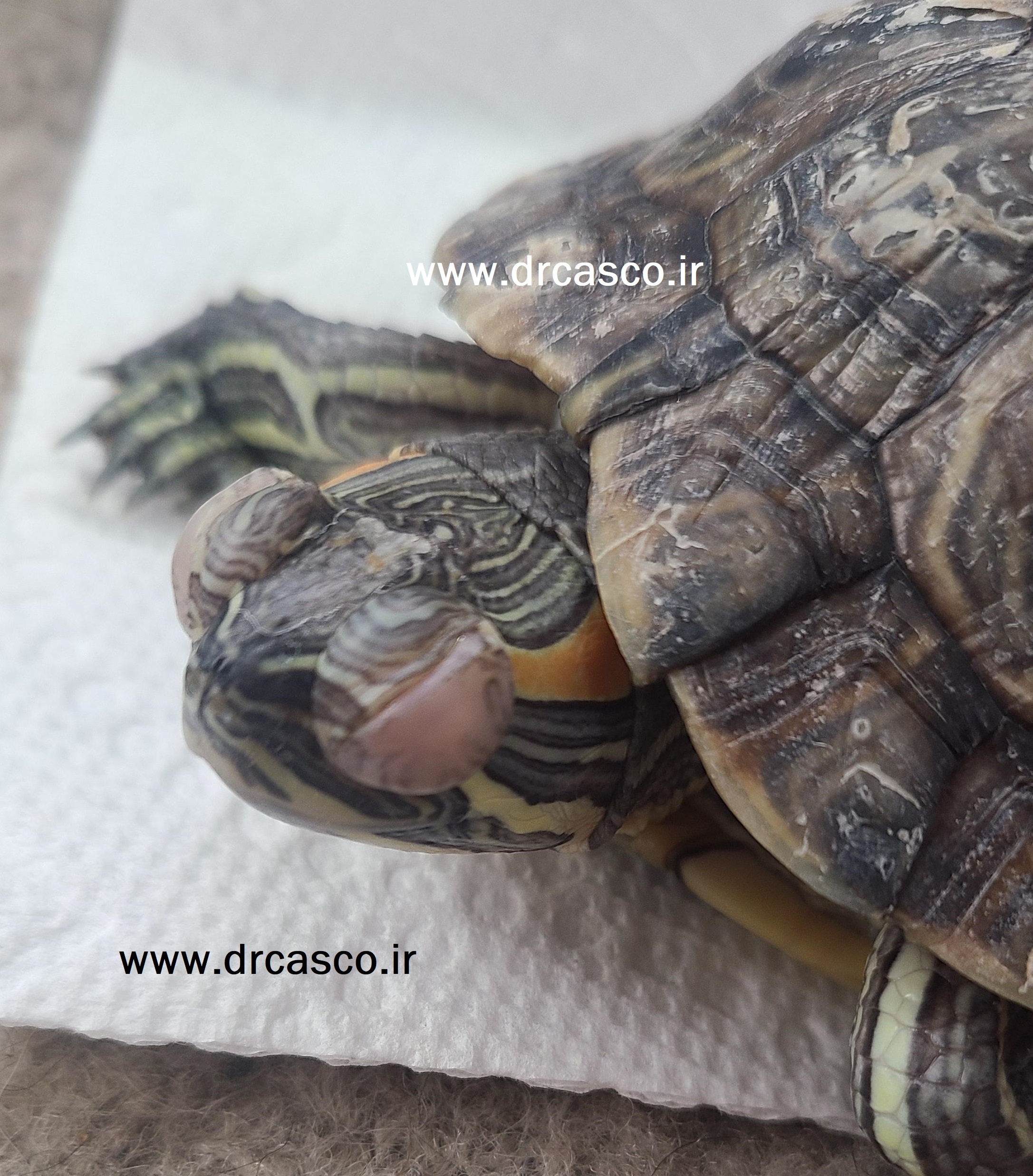 عفونت چشم لاکپشت