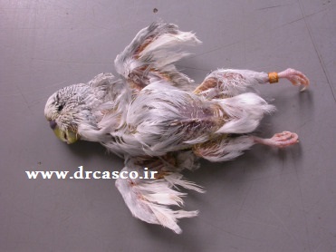 ایدز طوطی‌ها