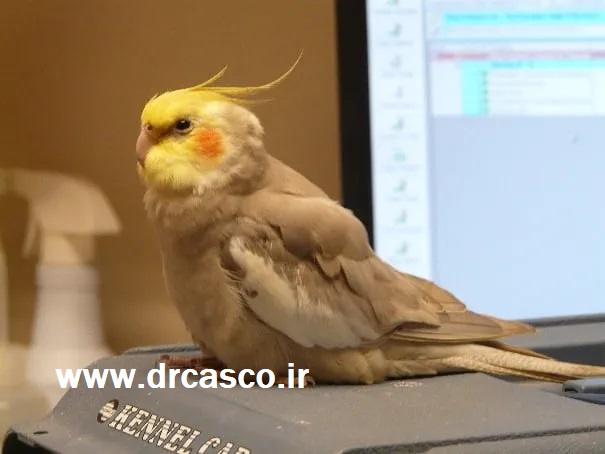 بیحالی و خوابآلودگی عروس هلندی