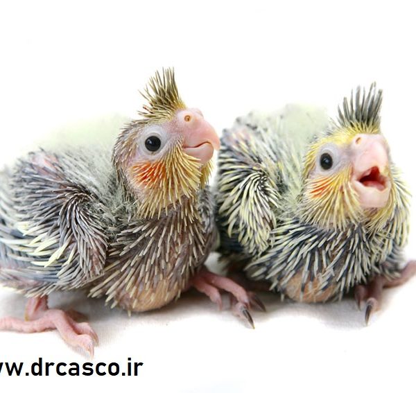 جوجه سرلاکی