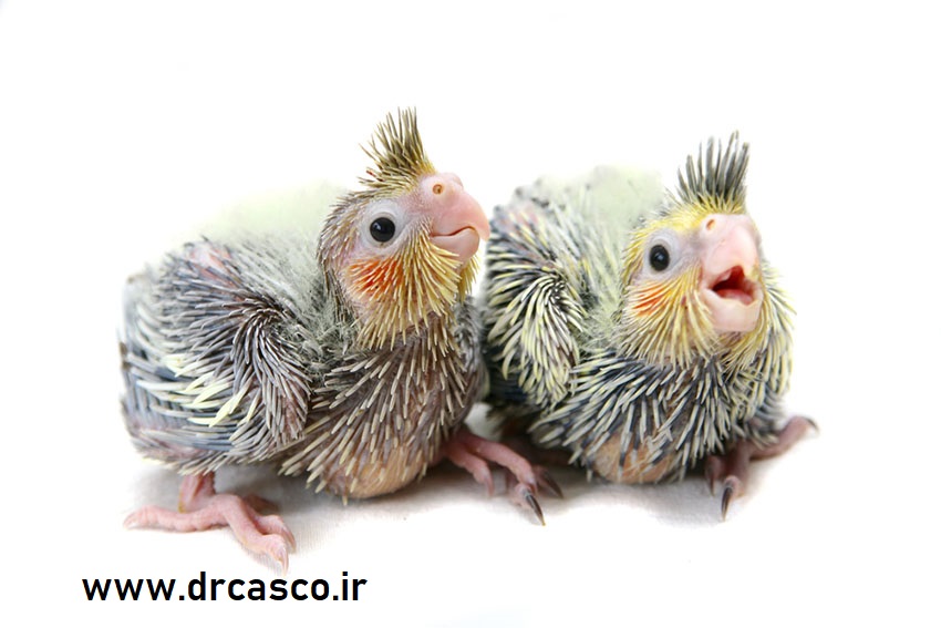 جوجه سرلاکی